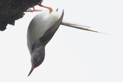 Common Tailorbird