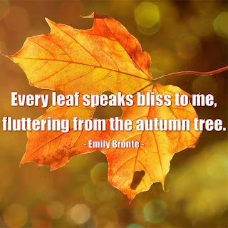 Autumn Reflections: Inspiring Quotes for a Changing Season