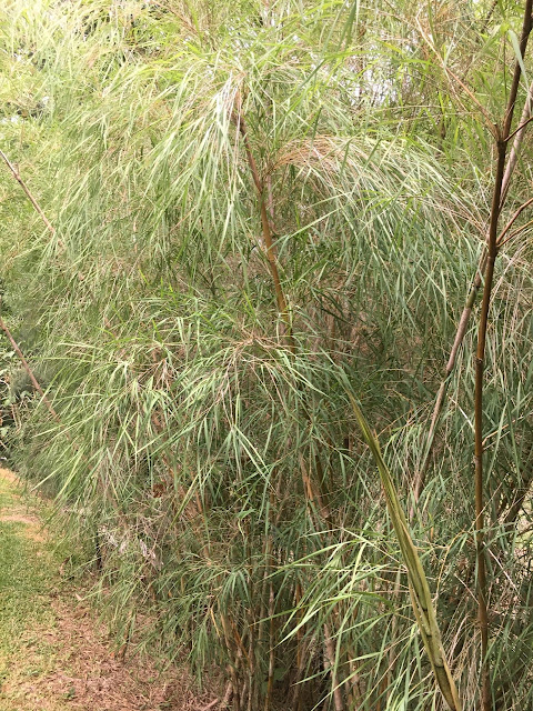 Surely a most beautiful clumping bamboo