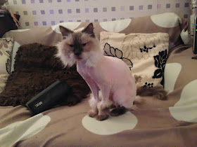 Funny cats - part 87 (40 pics + 10 gifs), cat gets shaved only on his body