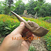 Pipa Rokok GAHARU BUAYA Grad B Ukir Ular Model Panjang 01 by Balung Craft