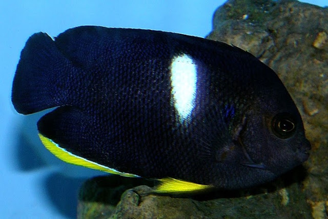 Keyhole Angelfish Air Laut