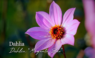 Dahlia