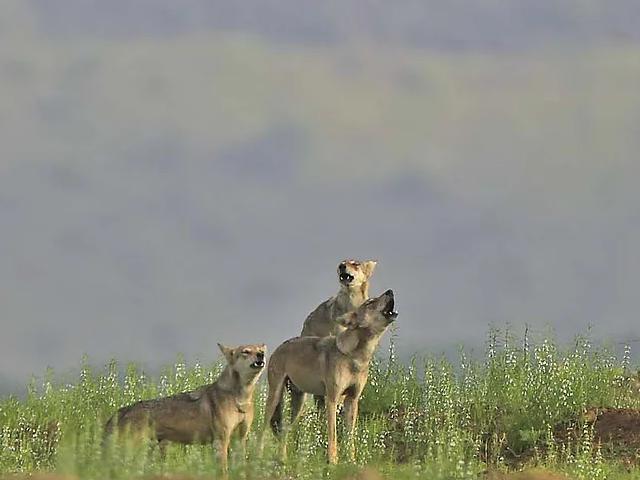 Wolves Howling