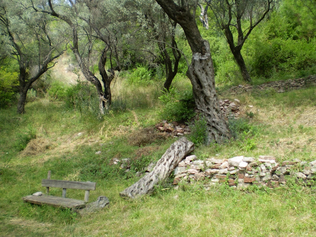 Olive trees in Petrovac, Montenegro