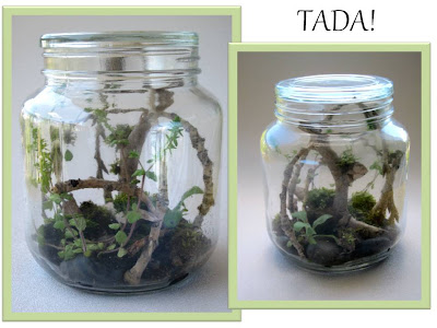 terrarium, used for old jars, crafty uses for old bottles, plants, centerpiece, blah to TADA, jungalow