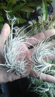 tectorum fuzzy form