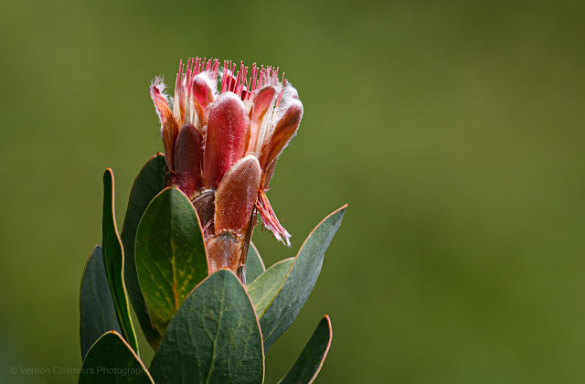 Protea Wildflower Kirstenbosch Garden Copyright Vernon Chalmers Photography