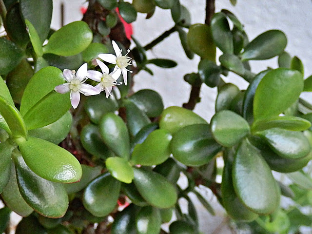 Flowering Jade Money Plant