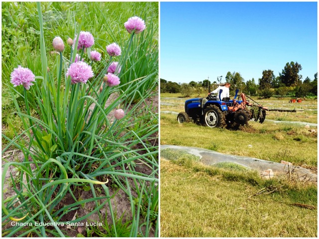 Ciboulette en flor / Trabajando los canteros con el tractor - Chacra Educativa Santa Lucía