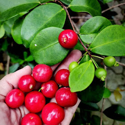 Penjual Pohon Bibit Beach Cherry Unggul