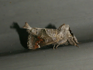 Notodonte à tache rousse - Clostera apicalis 