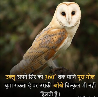 21 Amazing facts in Hindi 2022 - रोचक तथ्य about owl bird