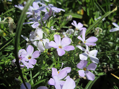 Phlox diffusa