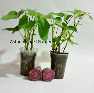 Ipomoea batatas Purple sweet potato tubers florida Astonishinflgarden
