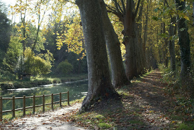 Plataan - Plataan - Platanus hispanica