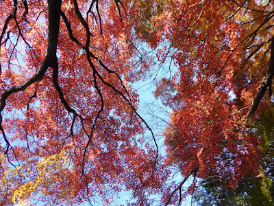 龍尾寺・もみじの紅葉