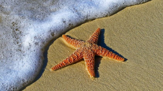 Deretan Keunikan Bintang Laut yang Jarang Diketahui