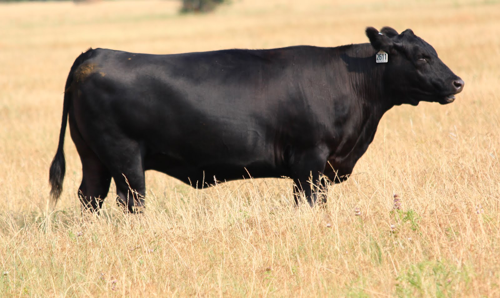 Buck Cattle Co. Blog: 12 Fall Calving Angus Cows FOR SALE!!