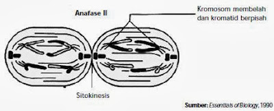 Tahap anafase II