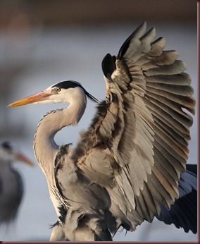 greyheron270108g