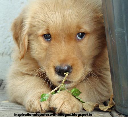 Golden Retriever image