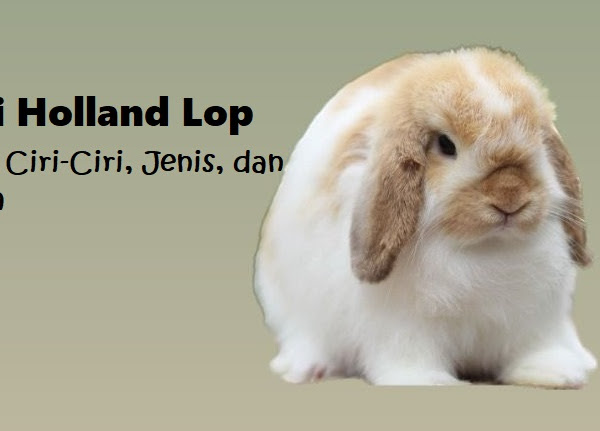 Kelinci Holland Lop : Ciri-Ciri, Jenis, dan Harganya