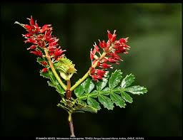 Weinmannia trichosperma