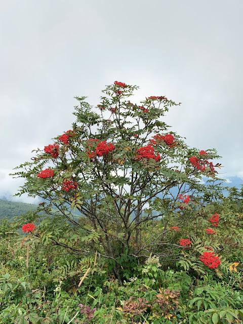 Рябина американская (Sorbus americana)