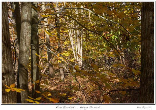 Essex Greenbelt: ... through the woods...