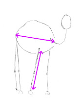 draw camel basic structure proportions