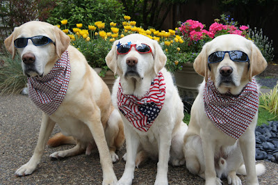 three yellow Labs decked out in 4th of July scarves and sunshades