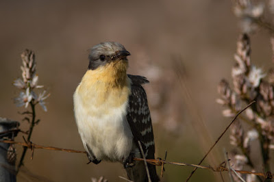 great-spotted-cuckoo