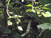 Kukui seeds on the tree - Senator Fong's Plantation and Gardens, Oahu, HI