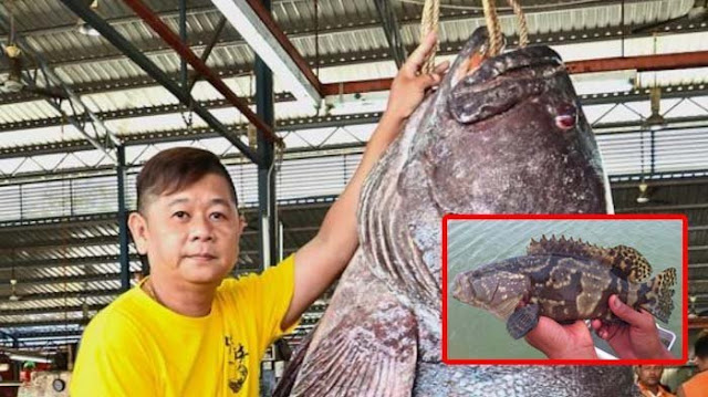 Wow, Nelayan Tangkap Kerapu 150 Kilo! Lihat Dagingnya Jadi Apa