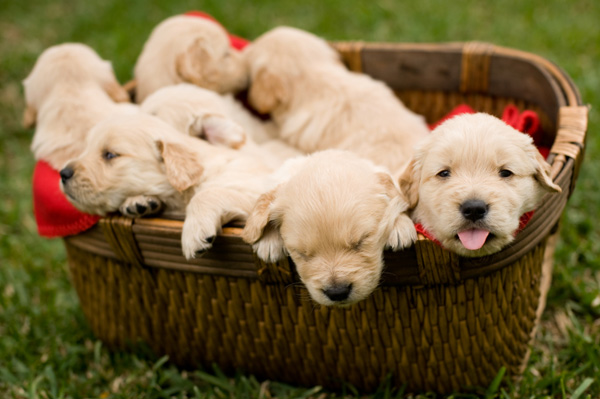 pictures of puppies