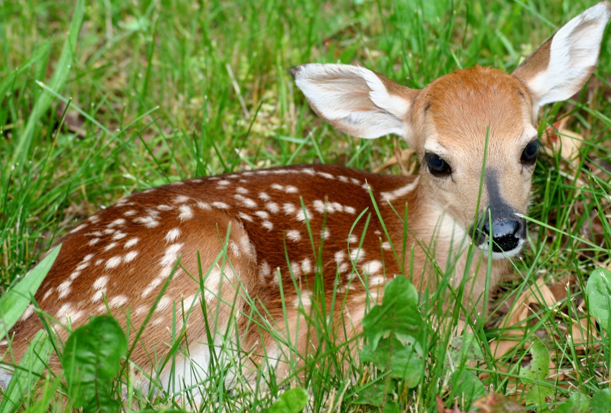 deer_pictures_wallpapers_beautiful_animals_wildlife_forest_fawnin 