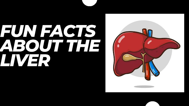 Fun facts about the liver