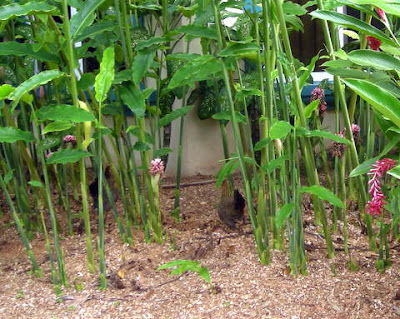 Bantam hens, La Ceiba, Honduras