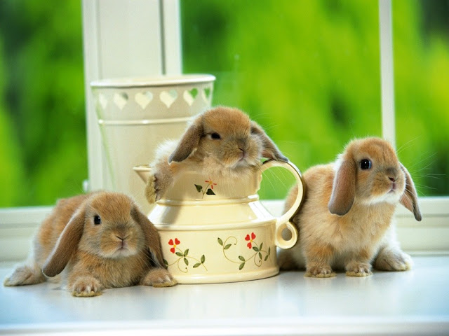 Cute Rabbits 4
