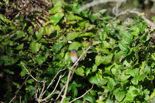 Red-Breasted Flycatcher at Beachy Head