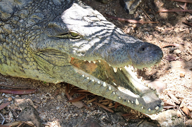 Crocodile Stood Still #DinosaurPark #Sudwala #SA #PhotoYatra #TheLifesWayCaptures