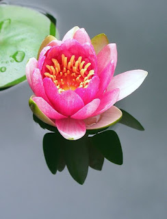 Rayhan wallpaper amazing picture is biutifull Walmart theme lotus lily