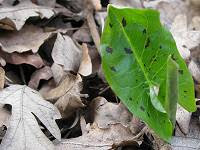 Wild Arum (Lords and Ladies)