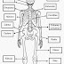El cuerpo humano. Los huesos.
