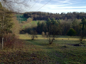 Burnt Gorse in winter.  10 December 2011.