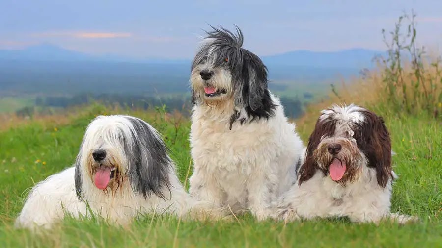Three Polish Lowland Sheepdogs in a field