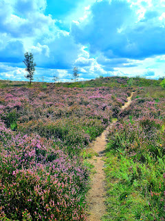 Die Heide blüht