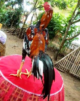 harga ayam super wiring kuning di thailand