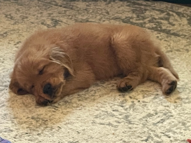 Babyk, baby miles curled in a 'c' position asleep on the living room carpet.